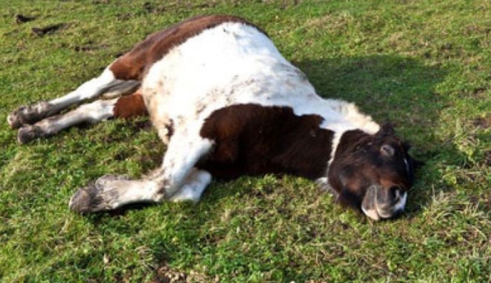 Σκότωσαν έξι άγρια άλογα στην Ζήρεια Κορινθίας οι αδίστακτοι φονιάδες