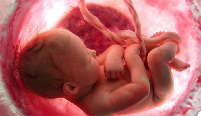 Τρομερό βίντεο: Το &quot;θαύμα&quot; της ζωής από το σεξ ως την γονιμοποίηση