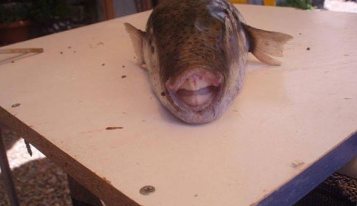Χανιά: Η χειρότερη ψαριά της ζωής του! Έπιασε μόνο λαγοκέφαλους [φωτό]