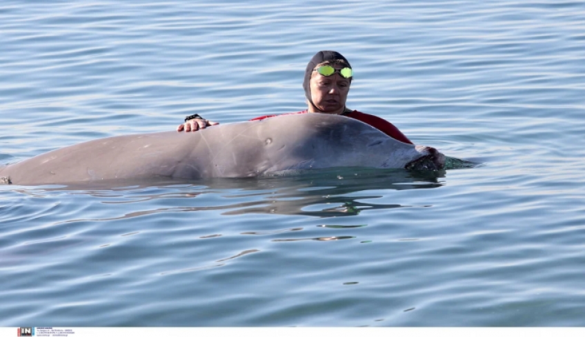 Ευχάριστα νέα για την φάλαινα στον Άλιμο: Ελεύθερη να κολυμπήσει