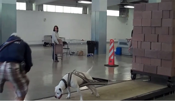Σκύλος εργασίας σέρνει 2,200 κιλά με το σώμα του!!! (Video)