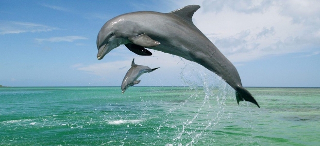 Θαλάσσιοι βιολόγοι αναπτύσσουν μεταφραστή... δελφινιών