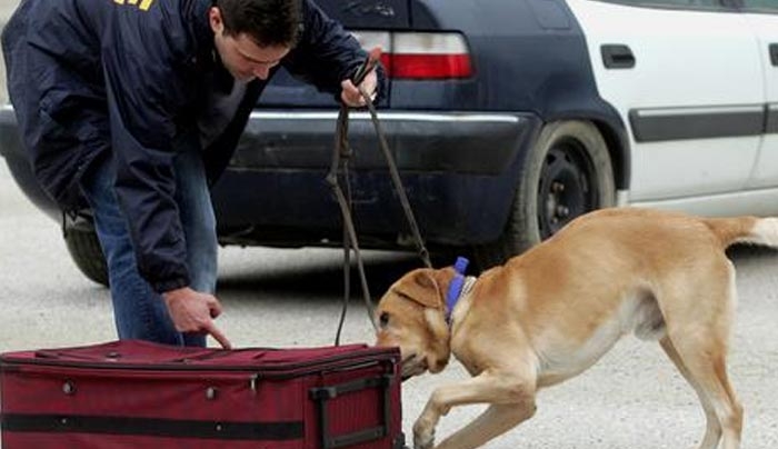 Το ΥΠΟΙΚ προσλαμβάνει... σκύλους για να εντοπίζουν μετρητά!