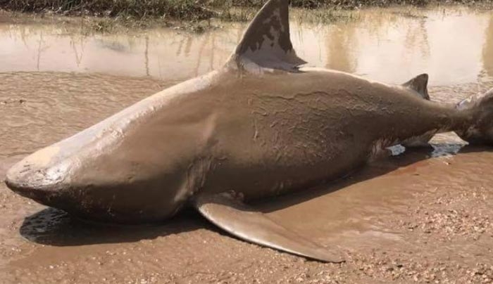 Μεγάλες ζημιές από τον τυφώνα Ντέμπι στην Αυστραλία – Ξεβράστηκαν καρχαρίες στη στεριά! [βίντεο]