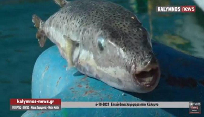 Δύο μεγάλους λαγοκέφαλους ψάρεψε ο καπετάν Νικόλας Κουλλιάς (βίντεο)