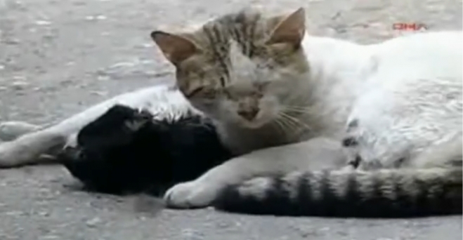 ΣΥΓΚΙΝΗΤΙΚΟ VIDEO: Πώς μια αδέσποτη γατούλα παραδίδει μαθήματα …ανθρωπιάς!