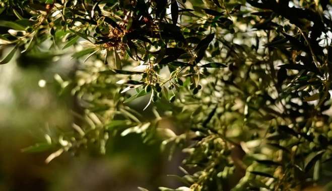 Μυστήριο γύρω από την κλοπή δεκάδων τόνων λαδιού στη Χαλκιδική: Καταγγελίες από πολλούς παραγωγούς - Τουλάχιστον 370.000 ευρώ η ζημιά
