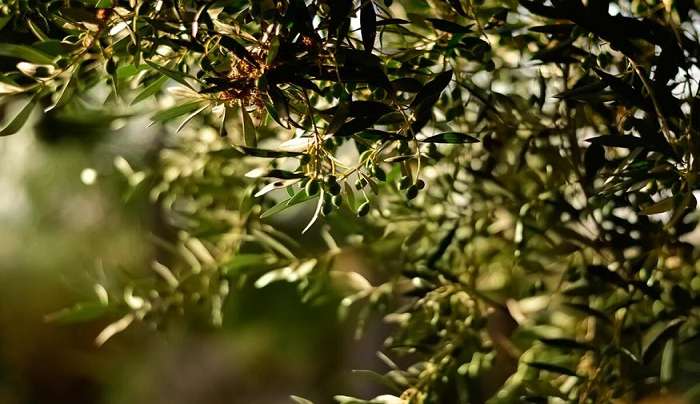 Μυστήριο γύρω από την κλοπή δεκάδων τόνων λαδιού στη Χαλκιδική: Καταγγελίες από πολλούς παραγωγούς - Τουλάχιστον 370.000 ευρώ η ζημιά