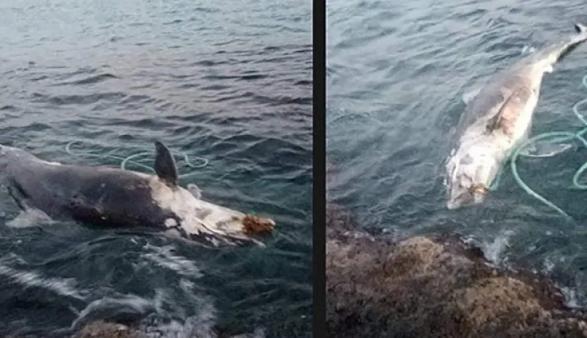 Νεκρό δελφίνι βρέθηκε στην περιοχή της Ψερίμου