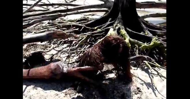 Νεκρή γοργόνα καταγράφεται από θαλάσσιο βιολόγο…Πανικός στο youtube με το βίντεο