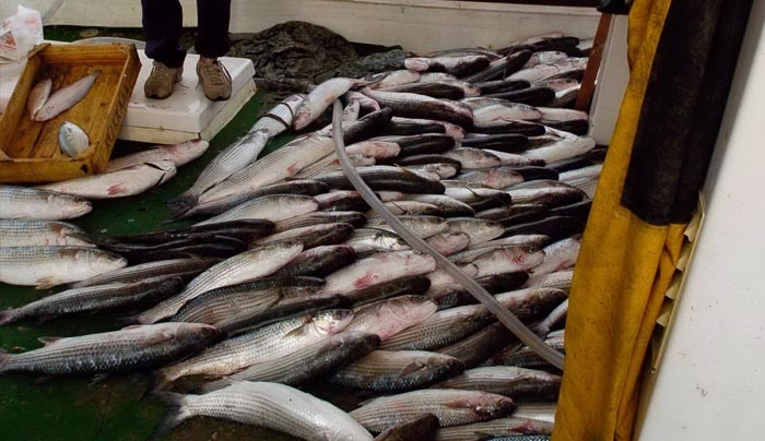 Τα φρέσκα ψάρια το σημαντικότερο, σε αξία, προϊόν που εξάγει η Ελλάδα στην Πορτογαλία