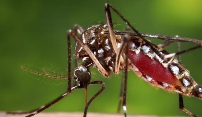 Πέντε νεκροί από τα κουνούπια – Τα συμπτώματα του ιού – Τι να προσέξετε (βίντεο)