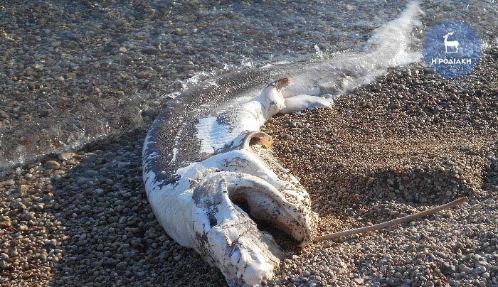 Καρχαριοειδές ξεβράστηκε στην παραλία &quot;Κεραμί&quot; στον Αρχάγγελο (ΦΩΤΟ)