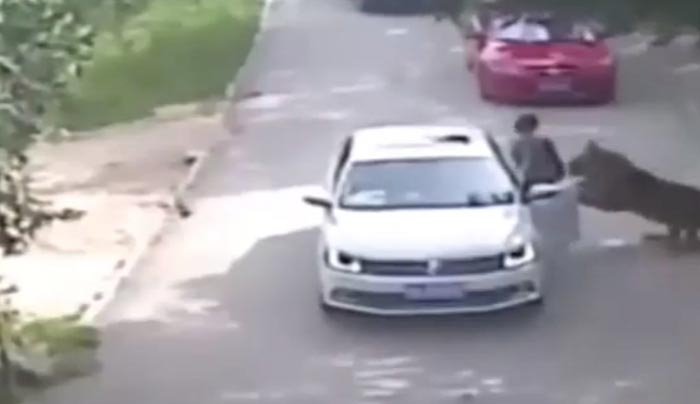 Βίντεο- σοκ: Τίγρης σκότωσε γυναίκα σε πάρκο