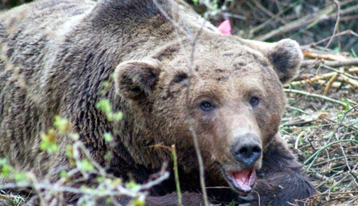Καστοριά: Οι αρκούδες έφτασαν στη λίμνη - Η νυχτερινή τους βόλτα που προκάλεσε πανικό!