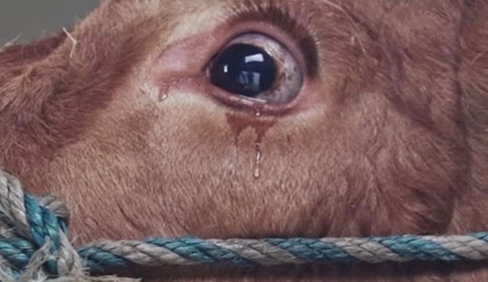 Ραγίζει καρδιές - Πως αντέδρασε μια αγελάδα λίγο πριν το σφαγείο; (Video)