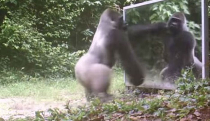Ξεκαρδιστικό βίντεο: Πως αντιδρούν τα ζώα βλέποντας για πρώτη φορά τον εαυτό τους σε καθρέφτη