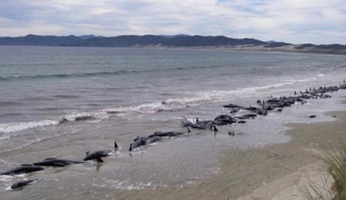 Φρίκη με δεκάδες νεκρές φάλαινες στη Νέα Ζηλανδία