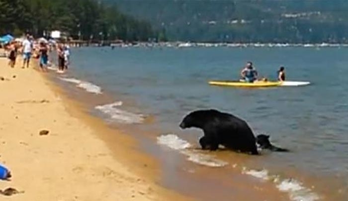 Οικογένεια αρκούδων κάνει… βουτιά στην παραλία (βίντεο)
