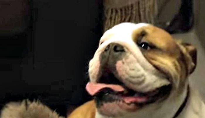 Μέχρι πού μπορεί να φτάσει κάποιος που λατρεύει τον σκύλο του (Βίντεο)