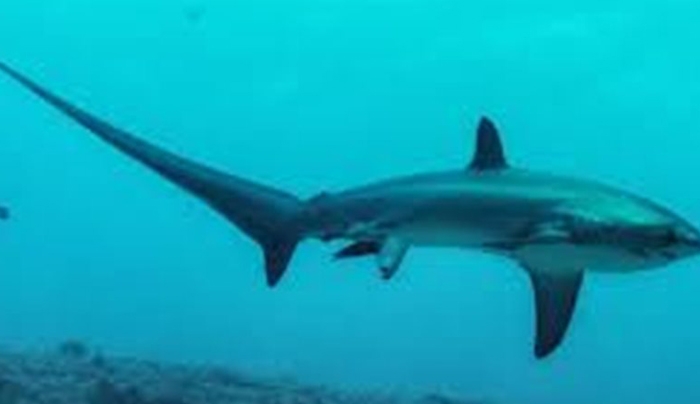 Σπάνια φωτογράφιση γέννησης καρχαρία για πρώτη φορά (βίντεο)