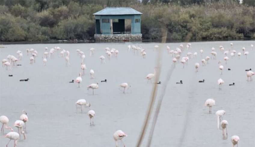 Κως: Ήρθαν ξανά τα εντυπωσιακά ροζ Φλαμίνγκο στον υδροβιότοπο Ψαλιδίου