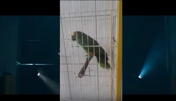 Παπαγάλος τραγουδάει... Rihanna - ΒΙΝΤΕΟ