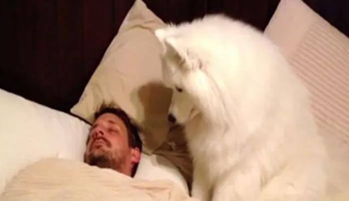 Δεν πίστευαν πόσο γλυκά τον ξυπνάει ο σκύλος του κάθε πρωί, ώσπου το έγραψε σε κάμερα! (Βίντεο)