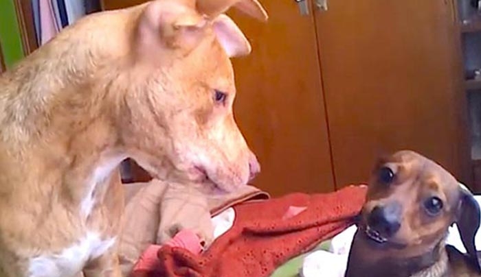 Ένα pitbull άφησε μια σκυλίτσα «λουκάνικο» έγκυο. Δείτε πως βγήκε το παιδί τους! (Βίντεο)