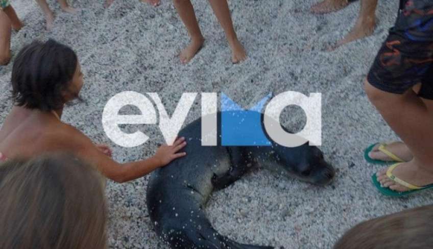 Μία χαδιάρα φώκια έχει κλέψει τις καρδιές των λουόμενων στην Εύβοια [βίντεο]