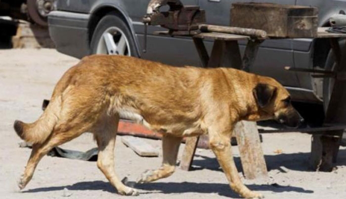 Απίστευτη ιστορία! Έγκυος σκυλίτσα θήλαζε αγοράκι για να μην πεθάνει από την πείνα!