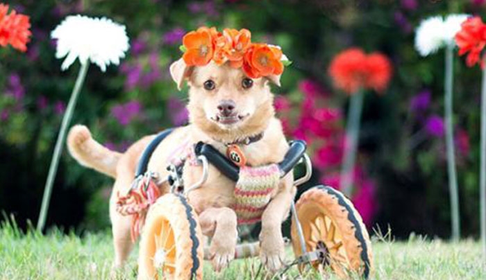 Daisy, η ανάπηρη σκυλίτσα που γλίτωσε από βέβαιο θάνατο (Photos)