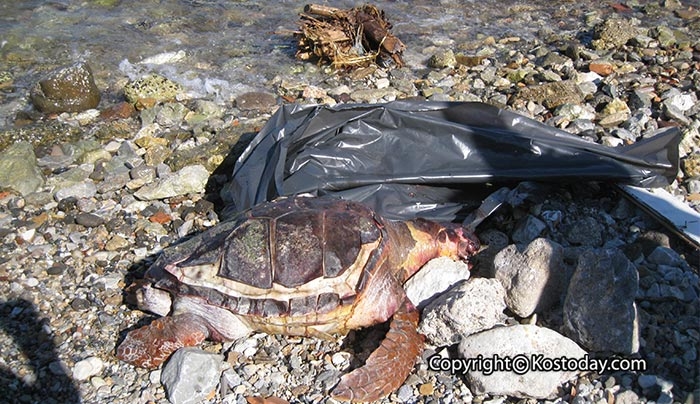 Δυστυχώς ακόμη μία νεκρή χελώνα μπροστά από παραλιακά εστιατόρια της Κω (φωτό)