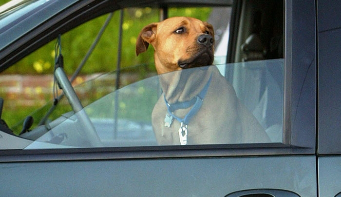 Ένα βίντεο που σου αποδεικνύει πως δεν πρέπει να αφήνεις το σκυλάκι σου στο αυτοκίνητο!