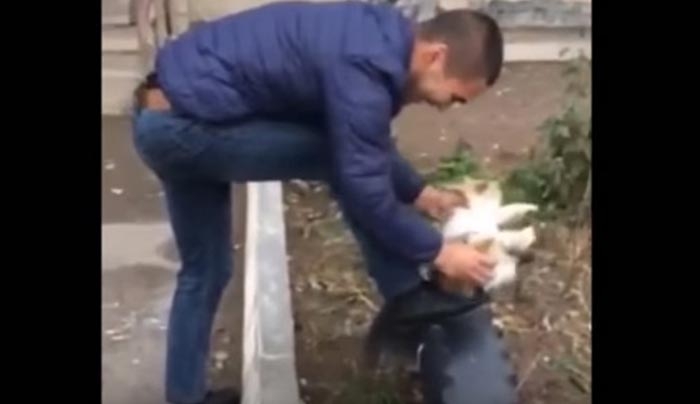 Σάλος από το βίντεο με τον άνδρα που γυαλίζει τα παπούτσια του με μια… γάτα