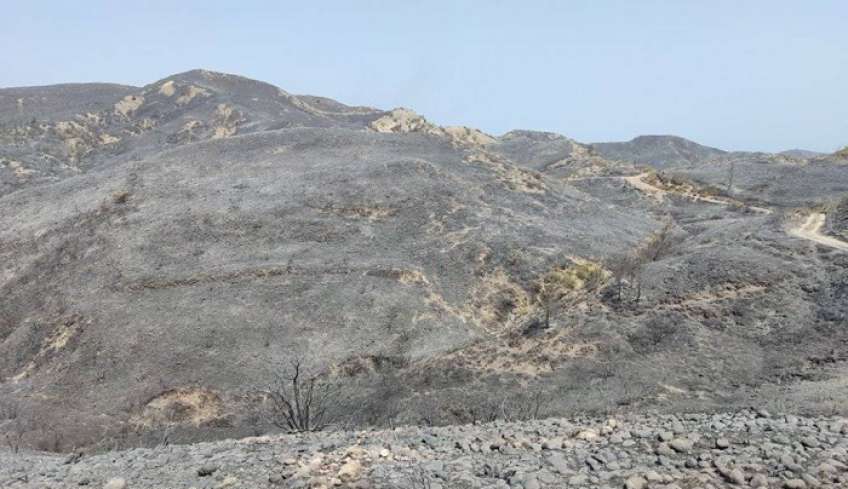 Φωτιά: Συνολικά 50.000 ελαιόδεντρα και 2.500 ζώα «χάθηκαν» στη Ρόδο – Μέχρι πότε οι δηλώσεις για τις ζημιές