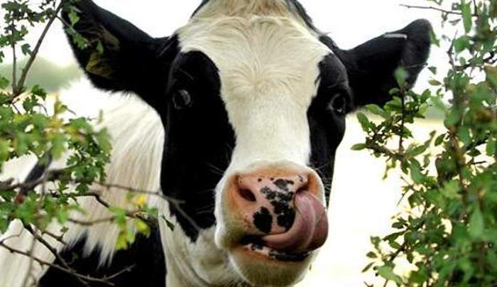 Νόσος των τρελών αγελάδων: Νέο κρούσμα σε αγρόκτημα στην Ουαλία