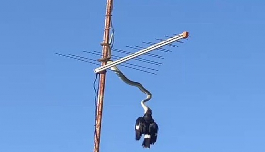 Viral: Καρέ-καρέ η στιγμή που ένας πύθωνας κατασπαράζει ένα πουλί στον... αέρα
