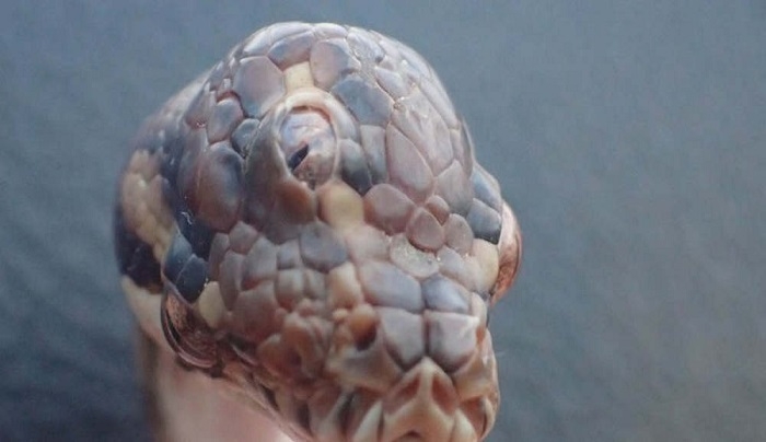 Φίδι με τρία μάτια βρέθηκε στην Αυστραλία [βίντεο]