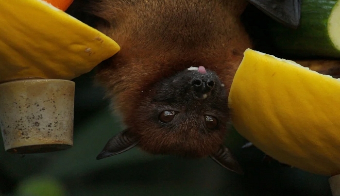 «Φουντώνουν» και πάλι οι φήμες για την προέλευση του κορονοϊού - Βίντεο δείχνει εργαστήριο στη Γουχάν με ζωντανές νυχτερίδες