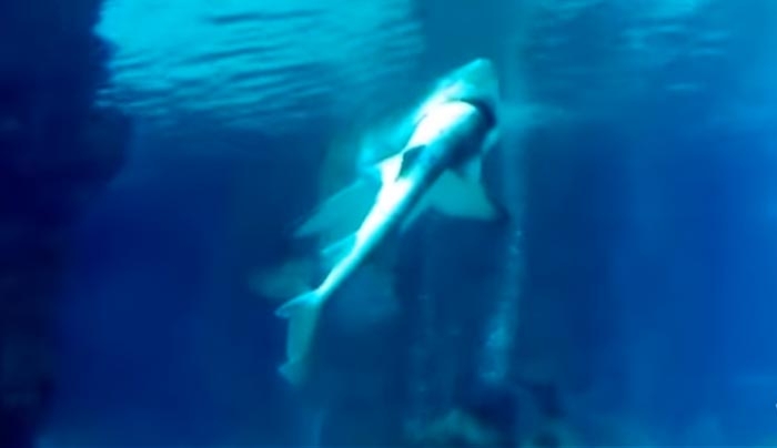 Πρωτοφανές βίντεο: Θηλυκός καρχαρίας έκανε μια χαψιά αρσενικό μέσα σε ενυδρείο!