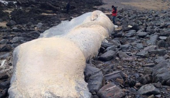 Φάλαινα 18 μέτρων ξεβράστηκε σε παραλία - ΦΩΤΟ
