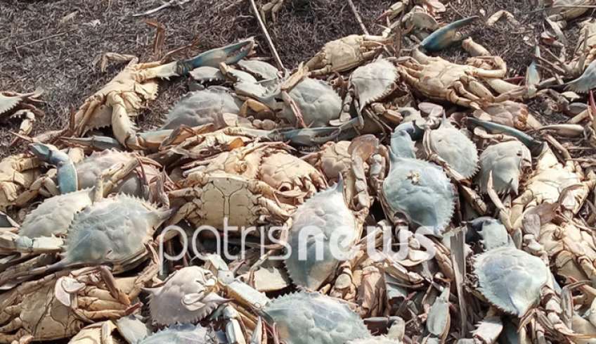 Οικολογική καταστροφή στην Ηλεία: Μαζικός θάνατος χιλιάδων καβουριών στη λιμνοθάλασσα Κοτυχίου