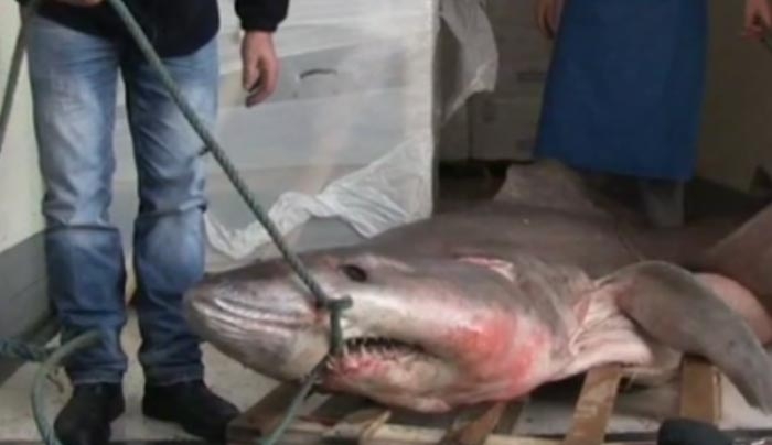 Στα δίχτυα Έλληνα ψαρά καρχαρίας 280 κιλών! - ΒΙΝΤΕΟ