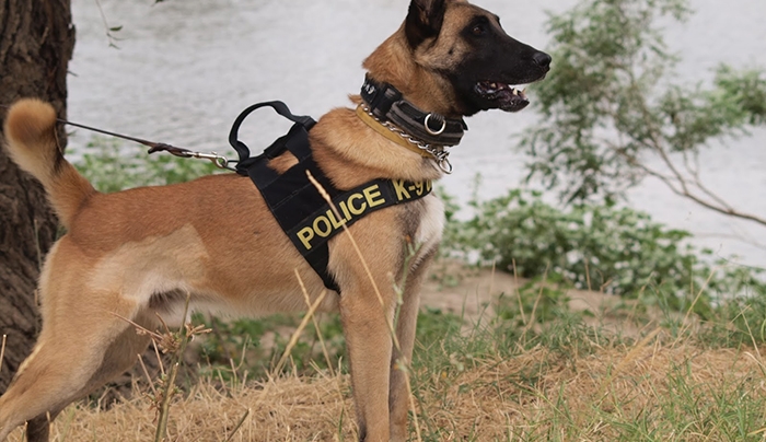 Βρέθηκε ο εκπαιδευμένος σκύλος που χάθηκε από το στρατόπεδο στο Πυλί