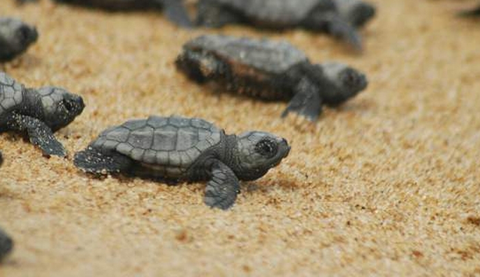 Νεογέννητα χελωνάκια βγαίνουν από τη φωλιά τους στη Ζάκυνθο [βίντεο]