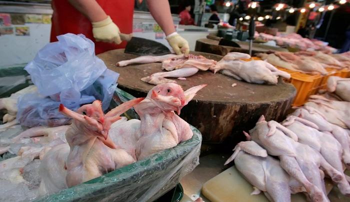 Δανία: Σφαγιάζονται 25.000 κοτόπουλα – Κρούσματα γρίπης των πτηνών