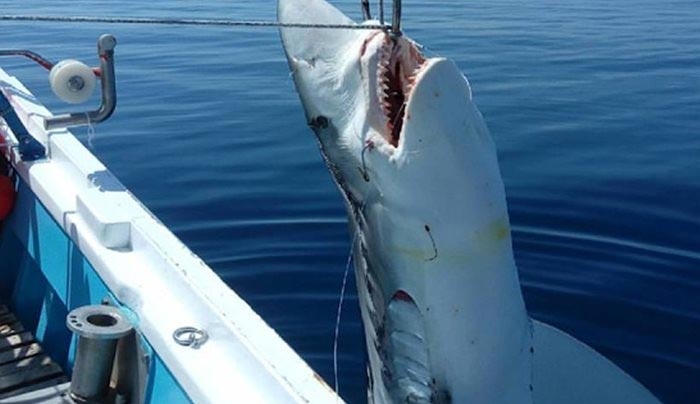 Σκόπελος: Έπιασαν καρχαρία μήκους επτά μέτρων!