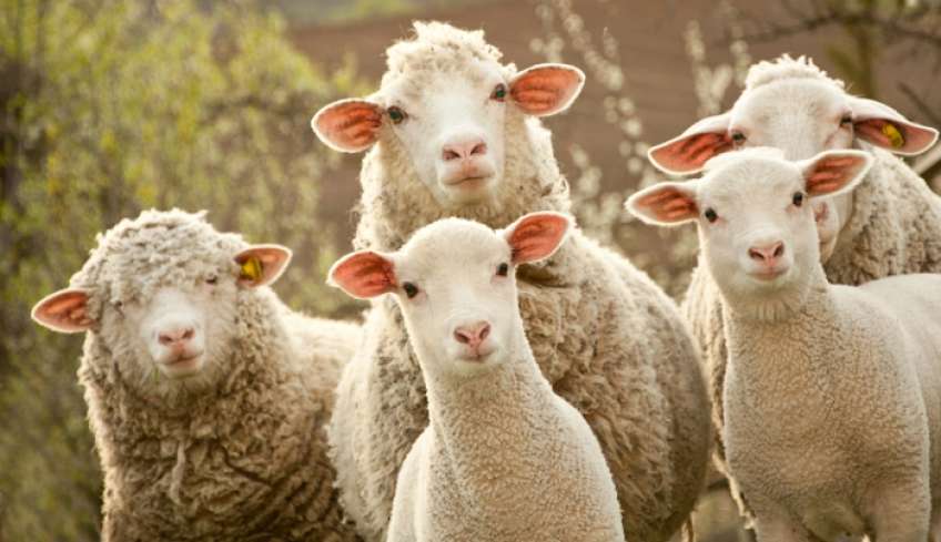 Βόλος: «Τα πρόβατα έφαγαν 300 κιλά χασίς και πρασινάδα, πηδούσαν πιο ψηλά απ’ τα κατσίκια» λέει ο ιδιοκτήτης της καλλιέργειας