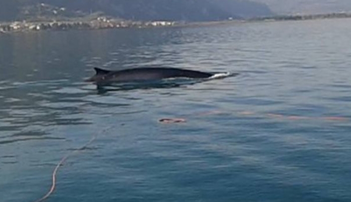 Μια φάλαινα σε απόσταση 150 μέτρων από την ακτή των Καμένων Βούρλων